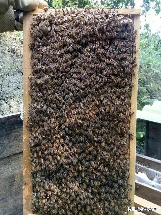 幼虫囊状病最新药物