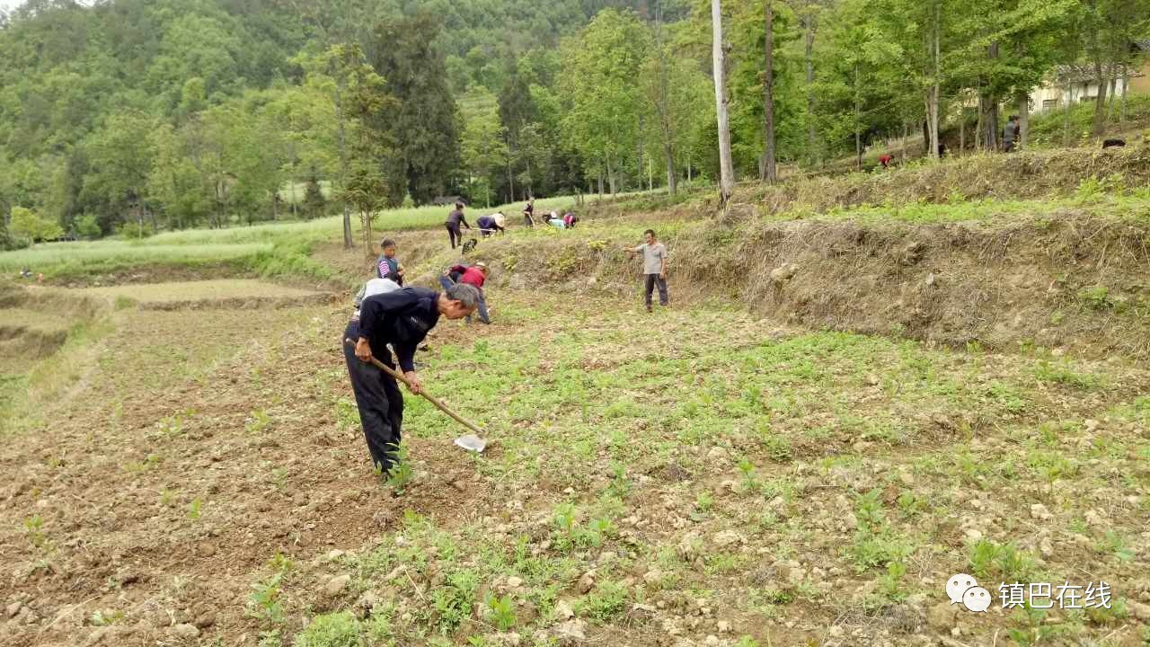 镇巴县仁村镇最新动态