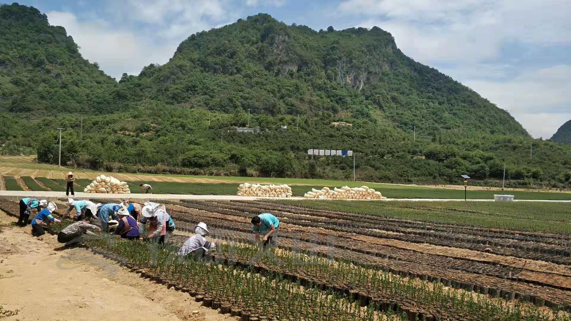 丘北县最新领导班子构建与发展概况