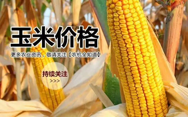 山东玉米今日最新价格行情解析