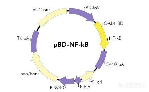 PBD下载，数字时代的极速下载新体验