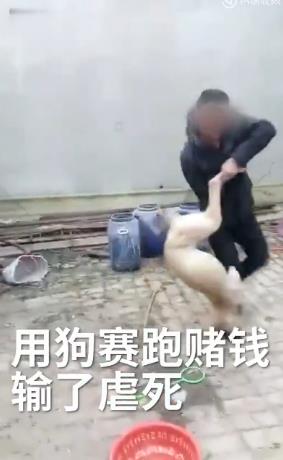 农村赌狗现象背后的真相与应对策略